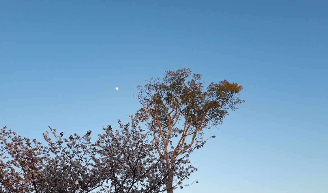 空を見上げる 本木の森